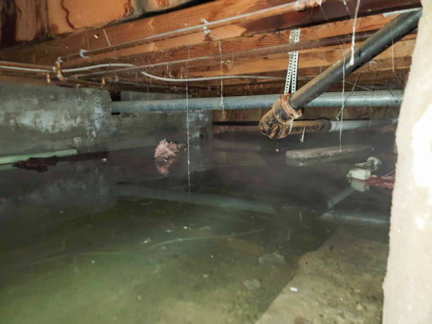 Best Carpet water damage restoration  in Greenwood, DE