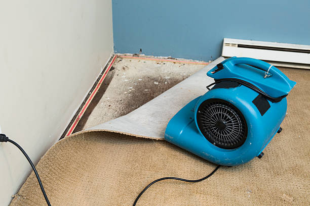 Best Flood restoration services  in Greenwood, DE